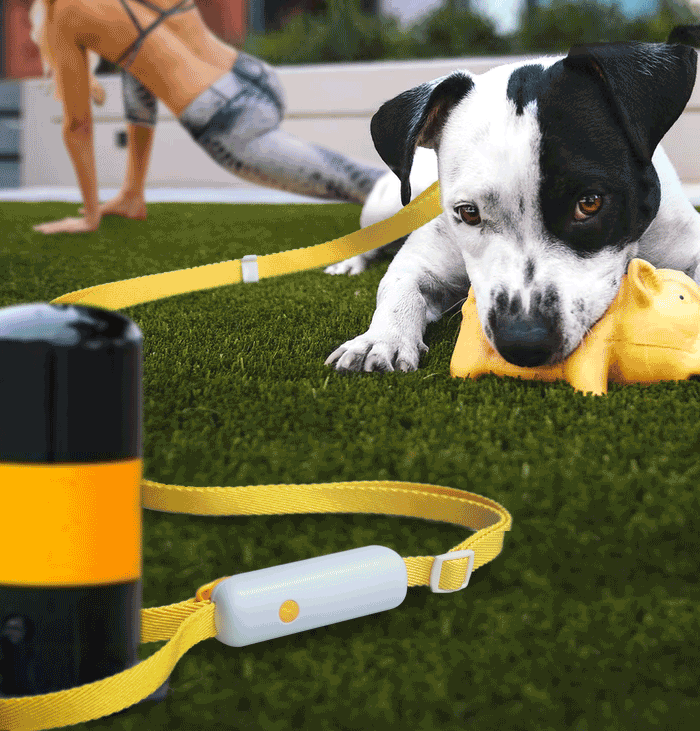 Pet Retractable Adjustable Dog Leash