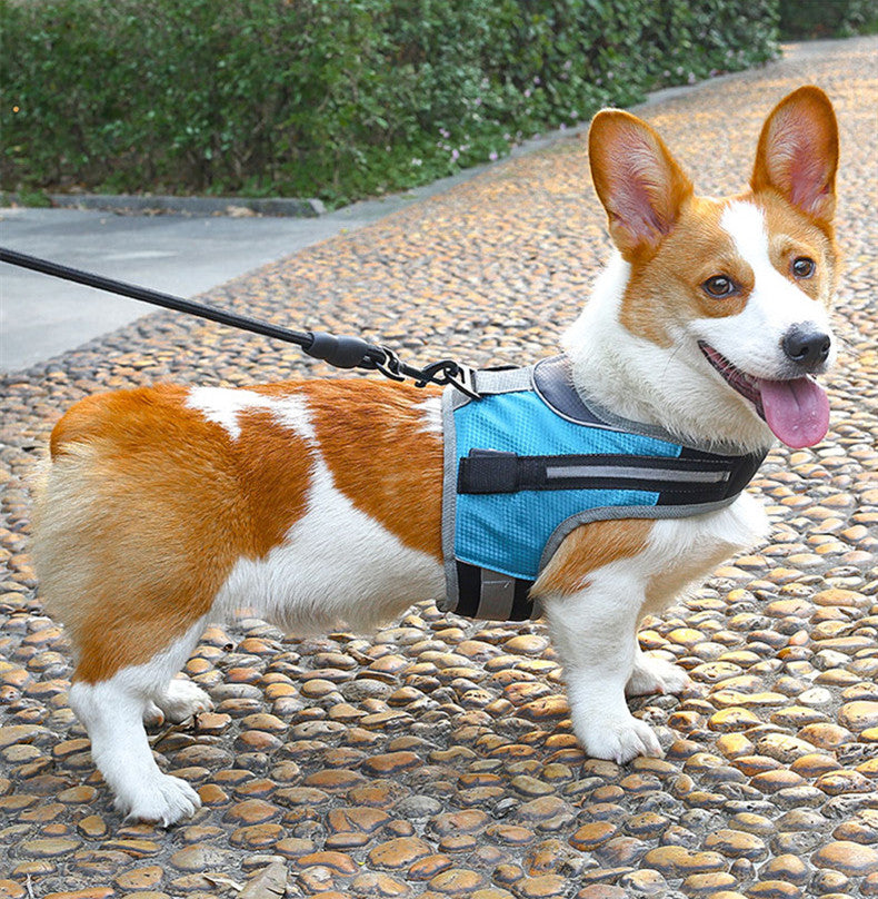 Pet dog leash