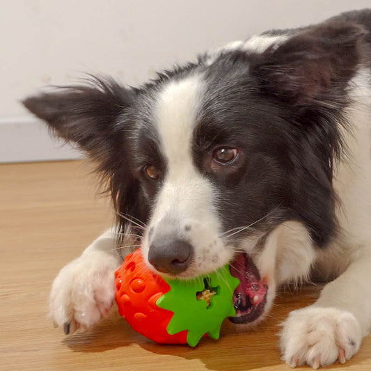 Dog Teeth Cleaning Tooth Bite Toy