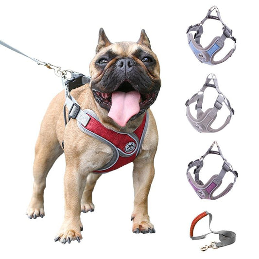 Small and medium sized PET strap collar traction rope